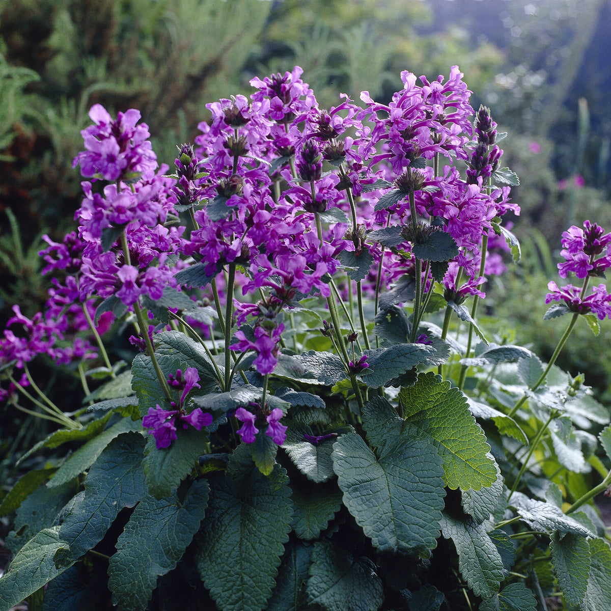 Vivaces fleuries - Epiaire à grandes fleurs Superba Bétoine Superba - Stachys grandiflora Superba