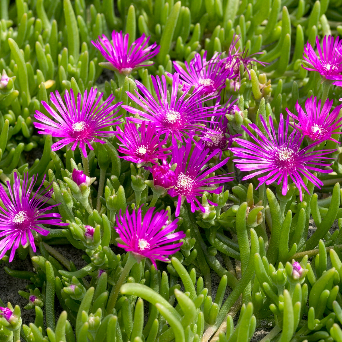Vente Delosperma de Cooper