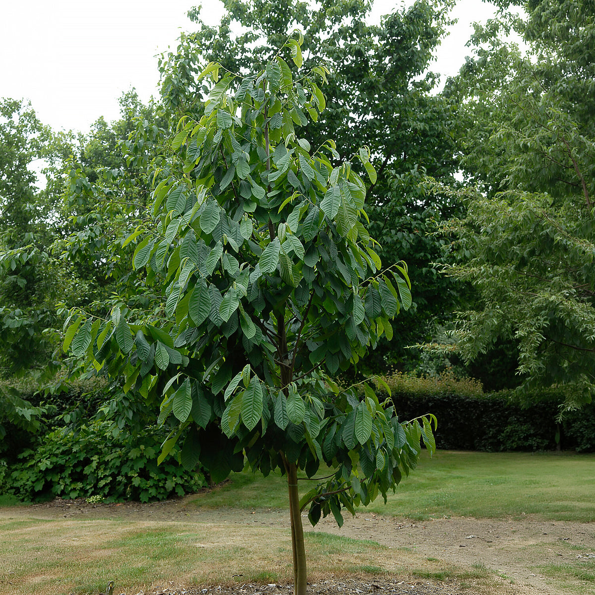 Fruitiers exotiques - - Asimina Triloba Prima