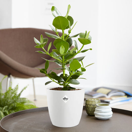 Clusia Princess + cache pot blanc 14 cm. - Bakker