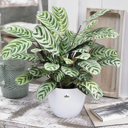 Dormeuse + cache pot blanc 14 cm. - Bakker