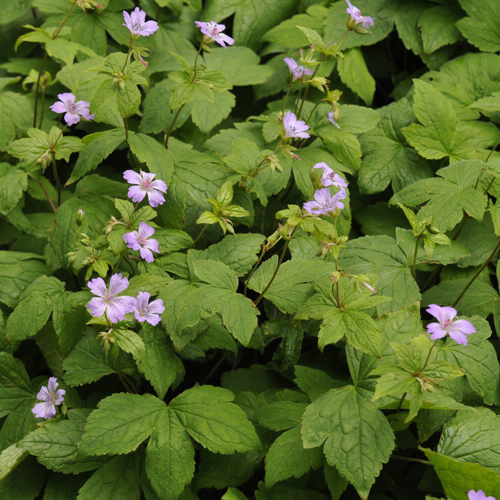 Géranium vivace noueux - Geranium nodosum - Bakker