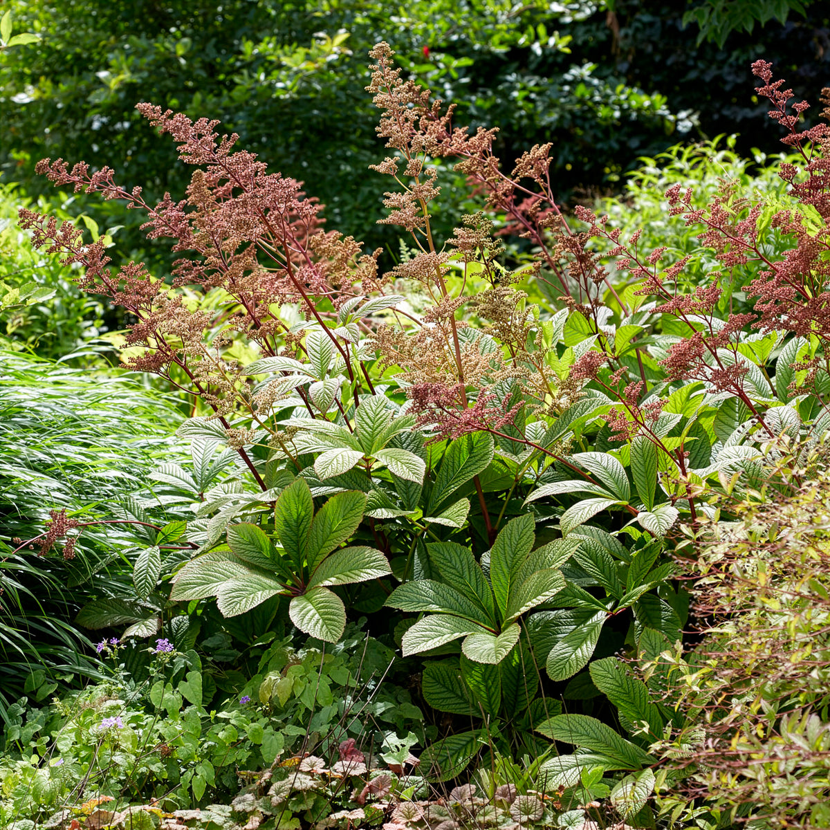 Rodgersia henrici - Bakker