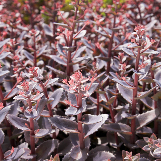 Sedum Chocolate Cherry - Bakker