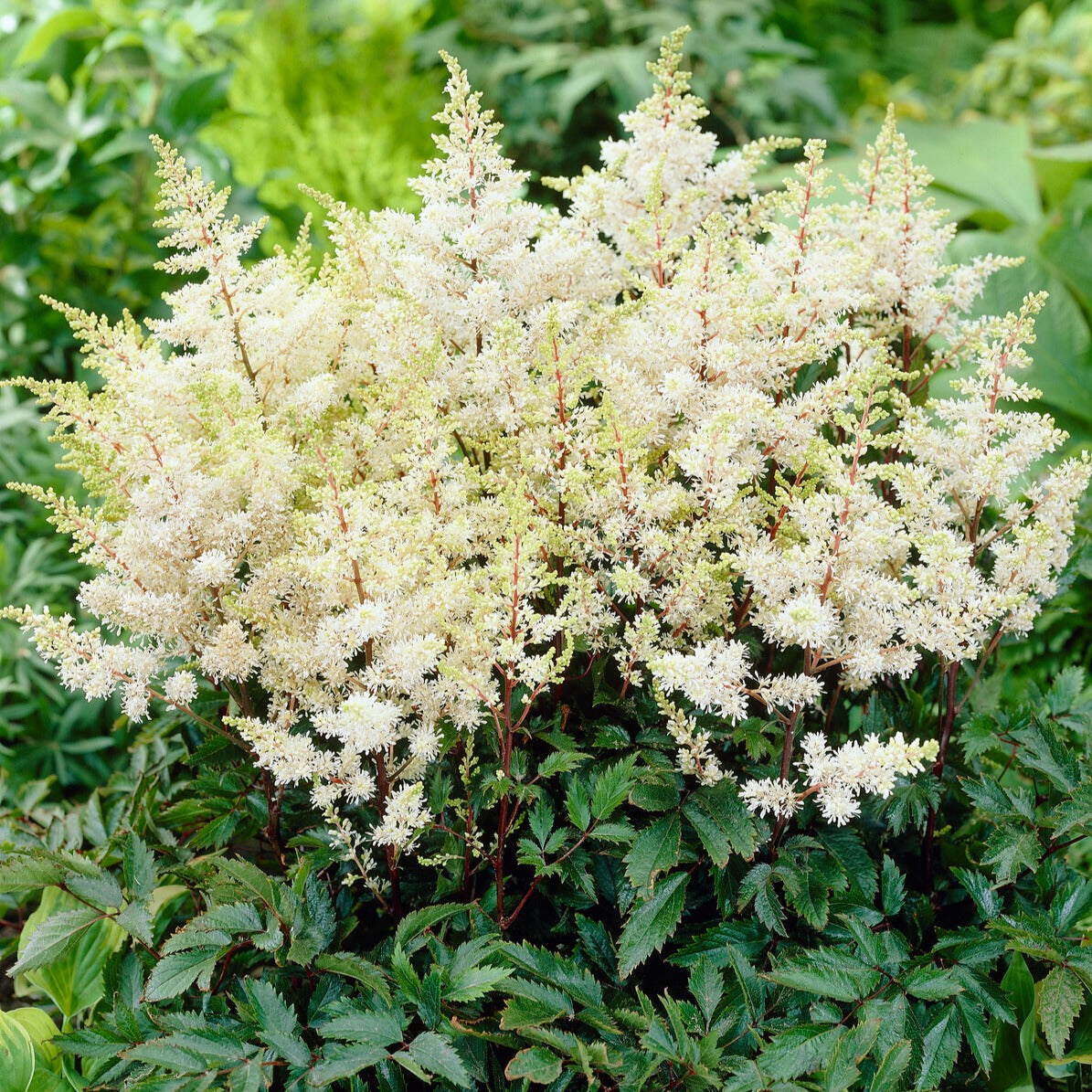 Astilbe d'Arends Ellie - Bakker