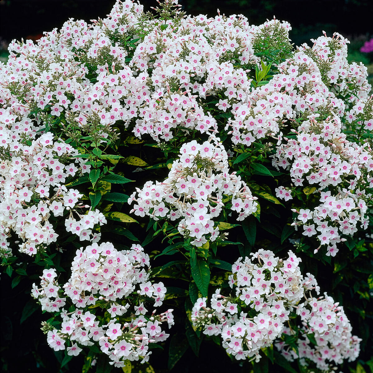 Phlox paniculata Miss Holland - Bakker