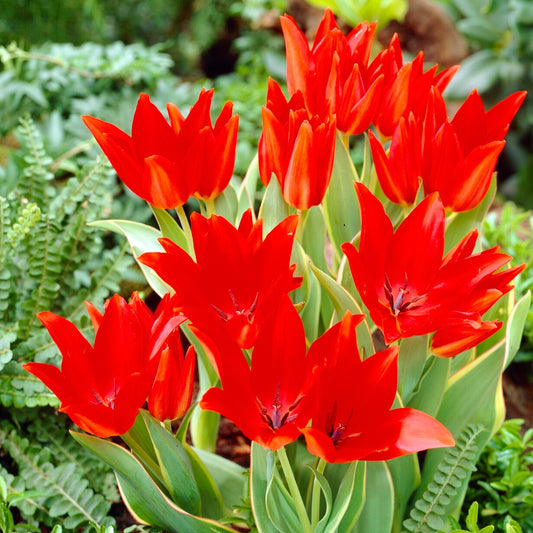 10 Tulipe Praestans Bloemenlust - Bakker