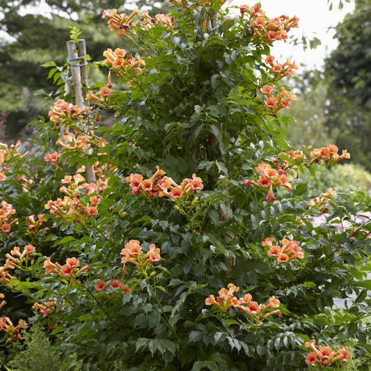 Bignone Indian summer® - Bakker