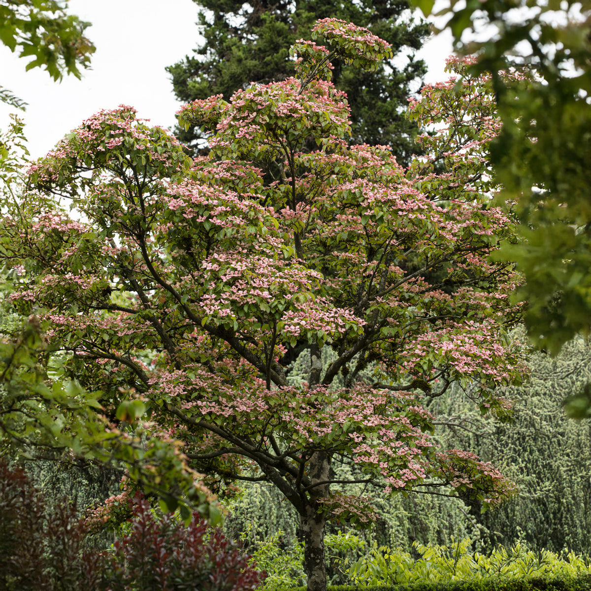 Cornouiller du Japon Satomi - Cornus kousa Satomi - Bakker