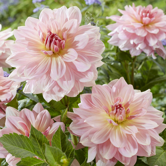 Dahlia géant Fairway Pilot - Bakker