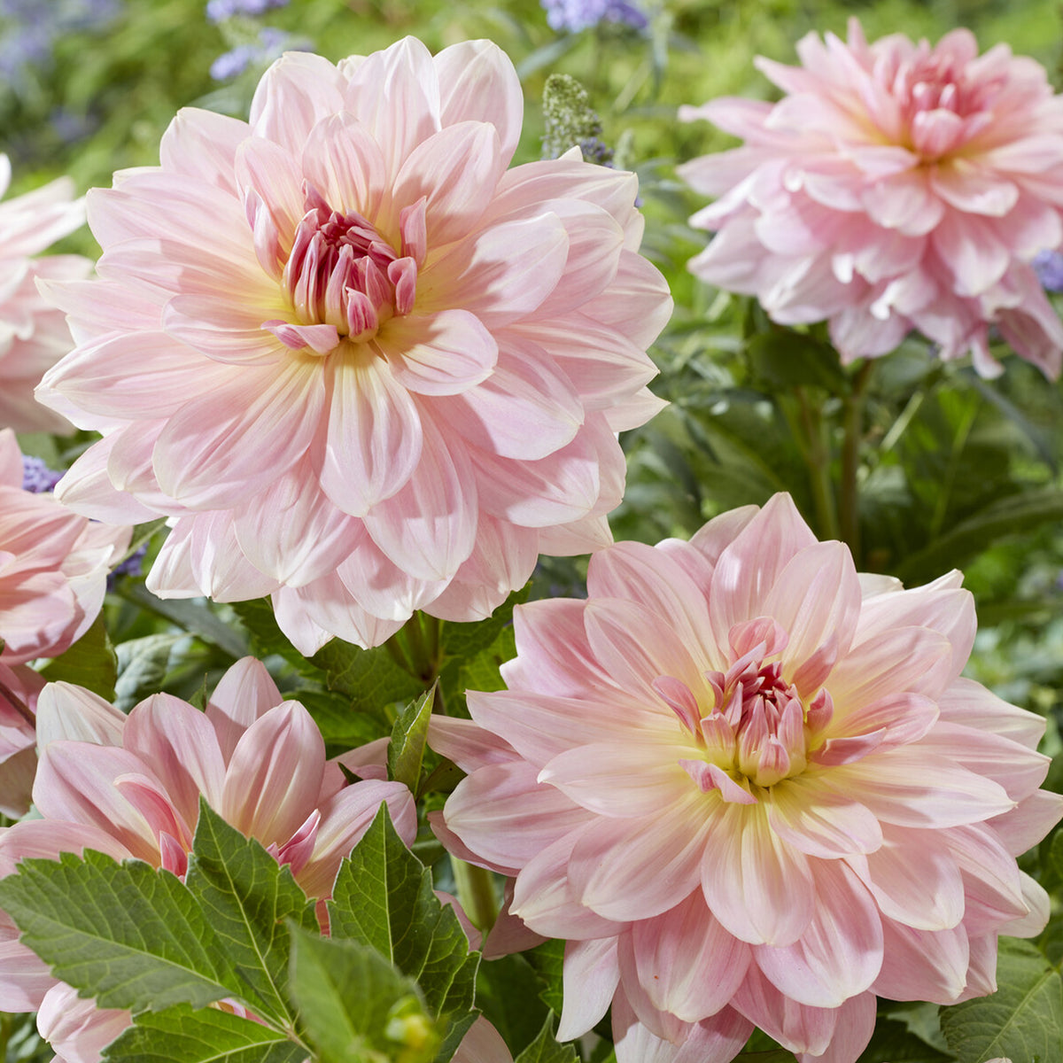 Dahlia géant Fairway Pilot - Bakker