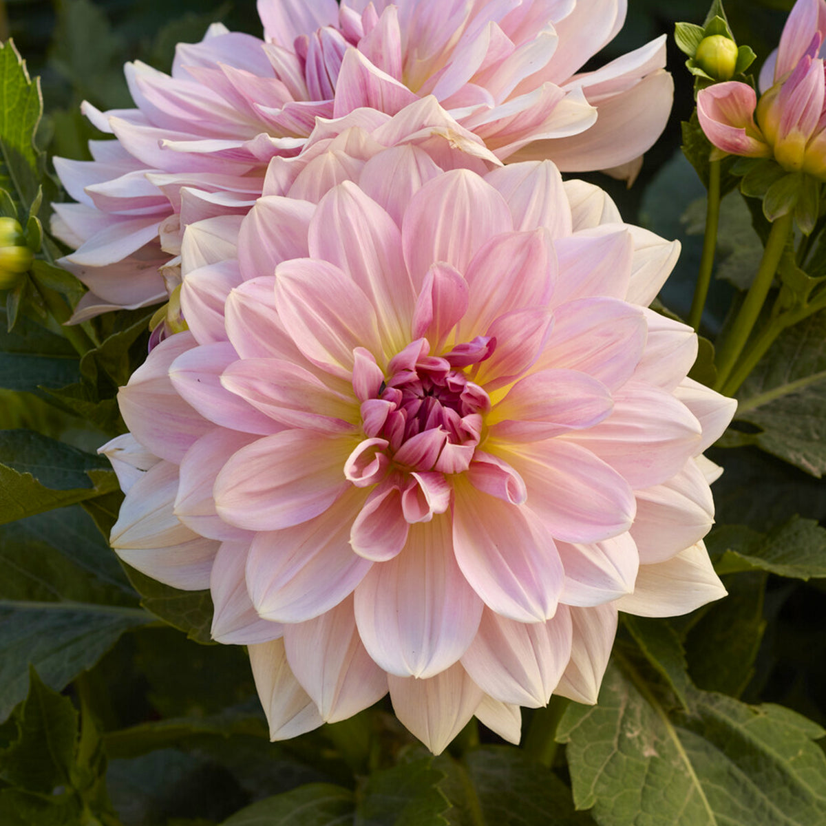 Dahlia géant Fairway Pilot - Dahlia Fairway Pilot - Bakker