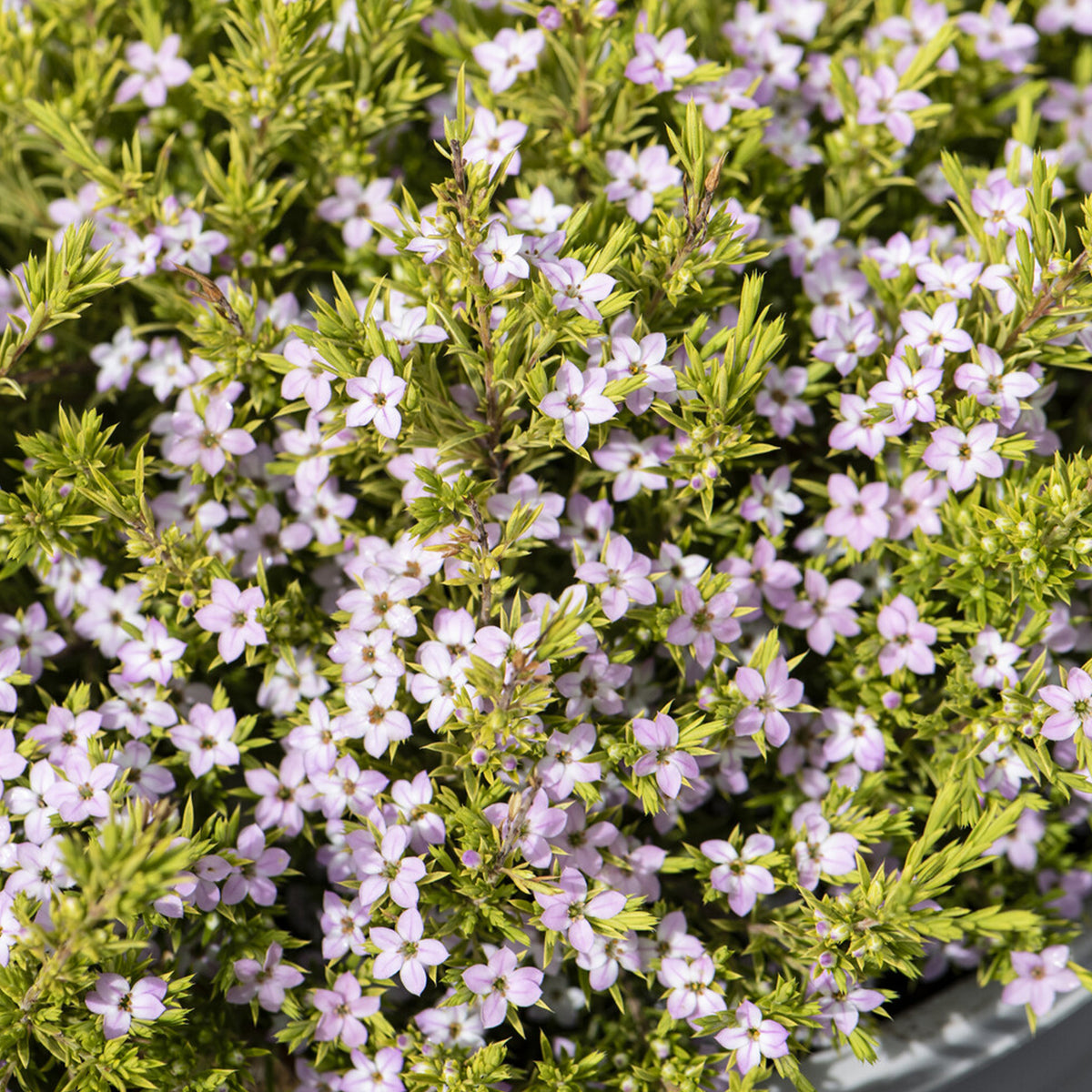 Diosma Sunset Gold - Plante du pêcheur - Diosma hirsuta Sunset Gold - Bakker