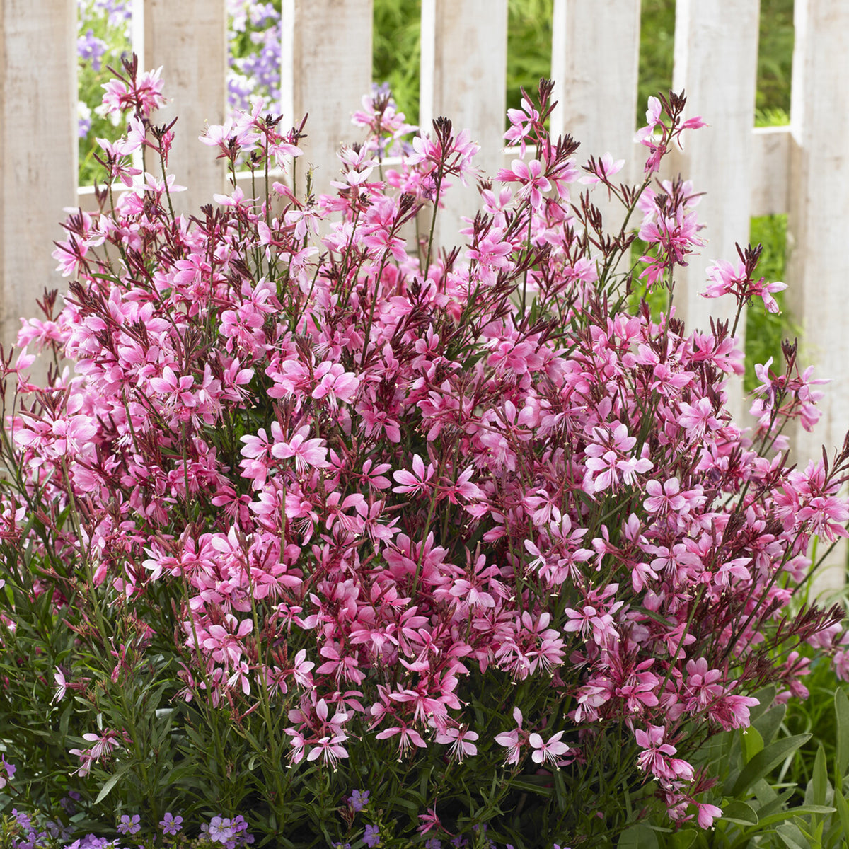 Gaura lindheimeri Baby Butterfly Dark Pink - Gaura Baby Butterfly Dark Pink - Gaura