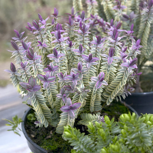 Véronique arbustive Silver Dollar - Hebe - Bakker