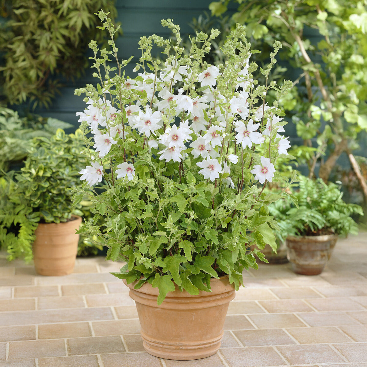 Lavatera Barnsley Baby - Lavatère Barnsley Baby - Lavatera - Lavatère