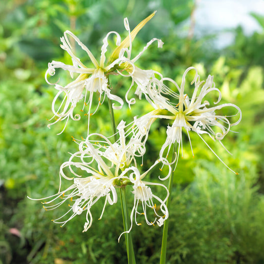 3 Ismènes blanches - Lis araignée - Bakker