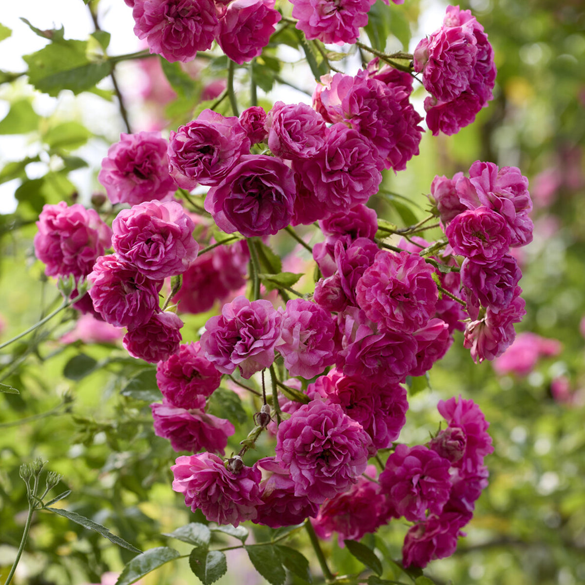 Rosier Super Excelsa® grimpant - Bakker