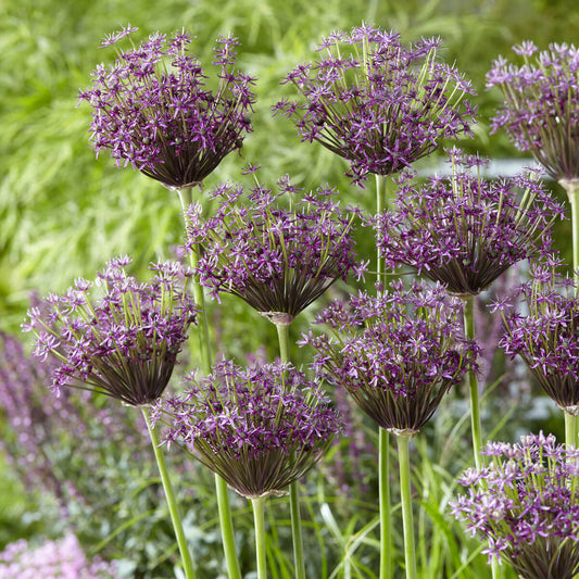 Alliums Miami - Bakker