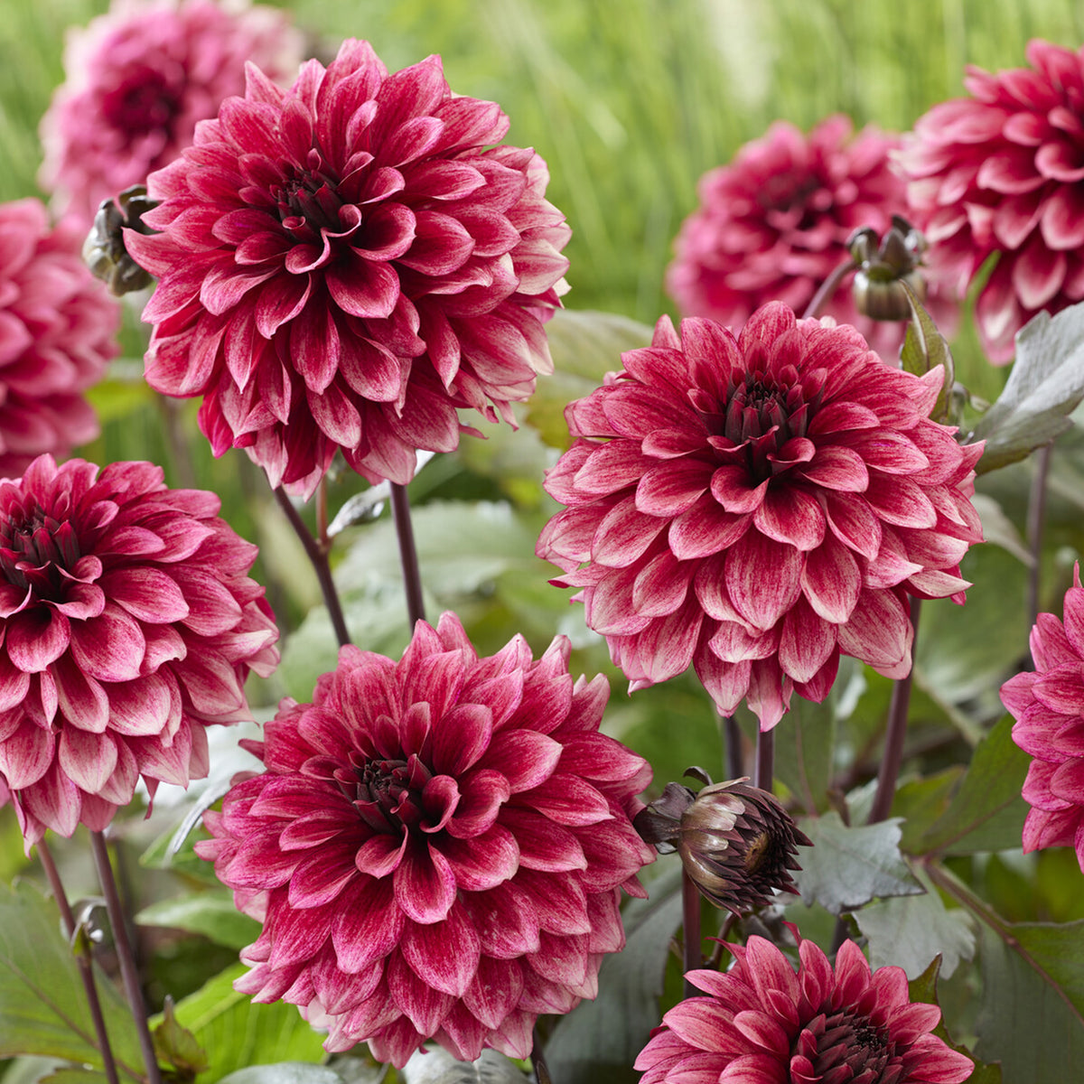 Dahlia décoratif Night Silence - Dahlia Night Silence - Bakker