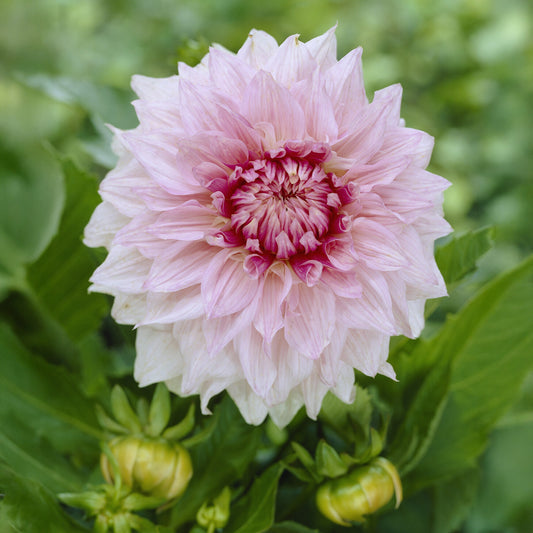Dahlia à grandes fleurs Shiloh Noelle - Bakker