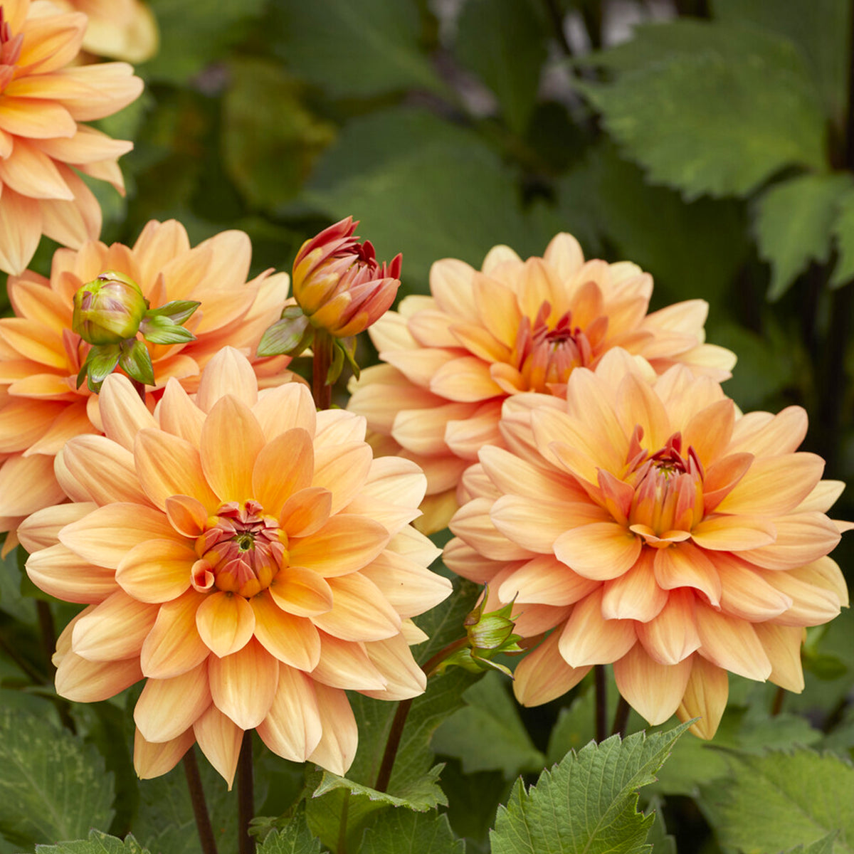 Dahlia décoratif Yelno Harmony - Dahlia Yelno Harmony - Bakker
