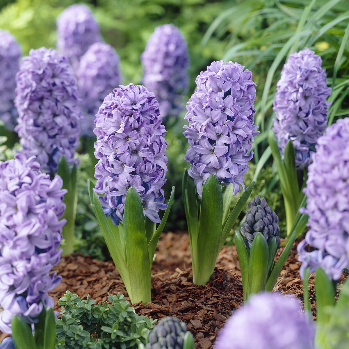 Hyacinthus orientalis Delft Blue - Jacinthe Delft Blue - Bulbes de Jacinthe
