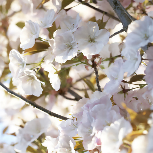 Cerisier Sunset Boulevard - Bakker