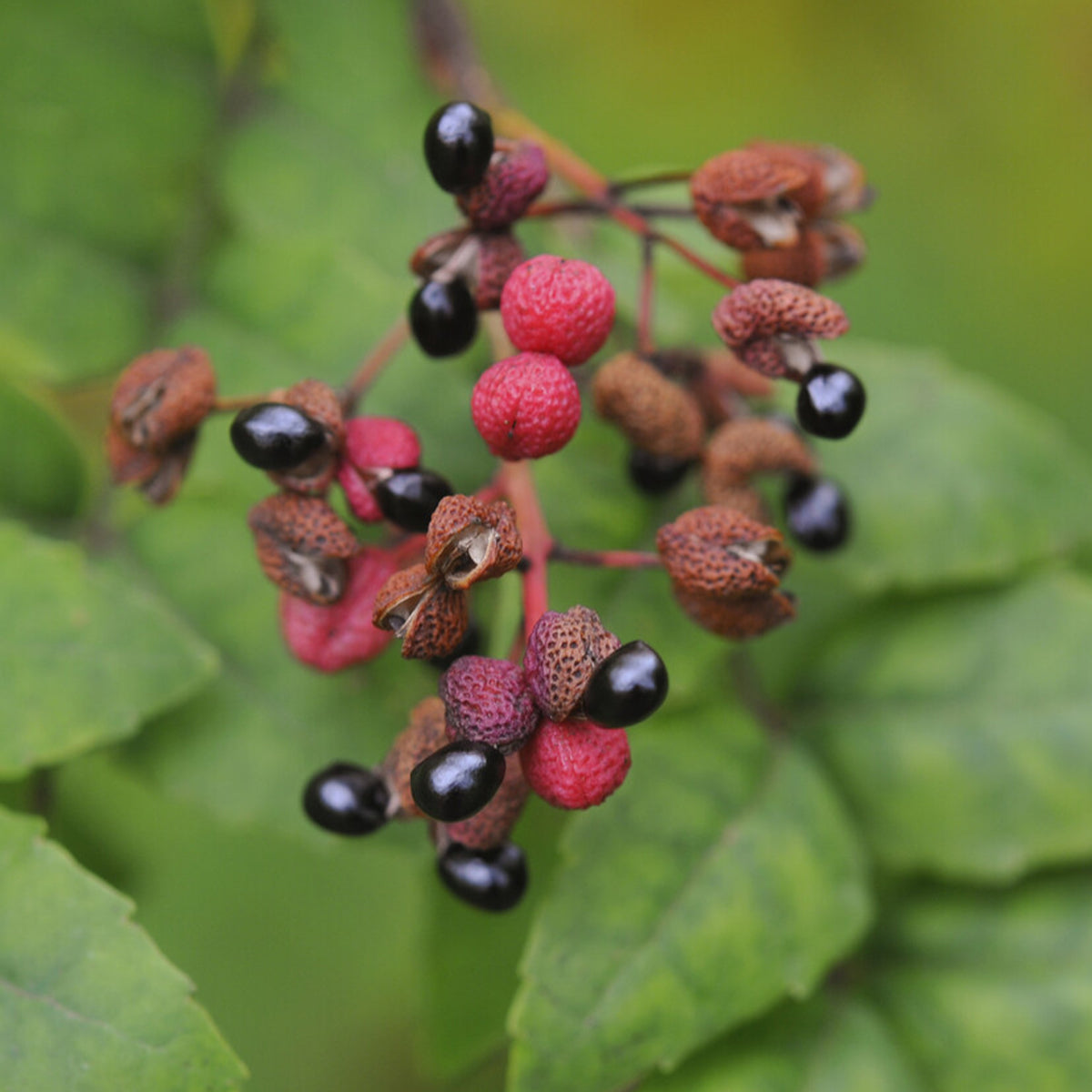 Poivrier du Sichuan - Zanthoxylum piperitum - Bakker