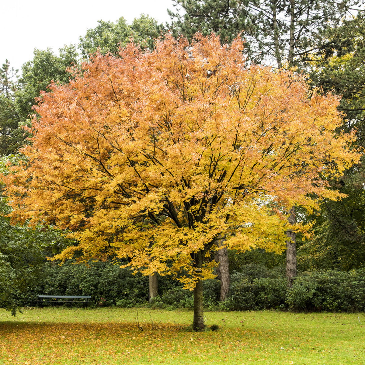 Arbres - Orme de Sibérie - Zelkova serrata - Zelkova serrata