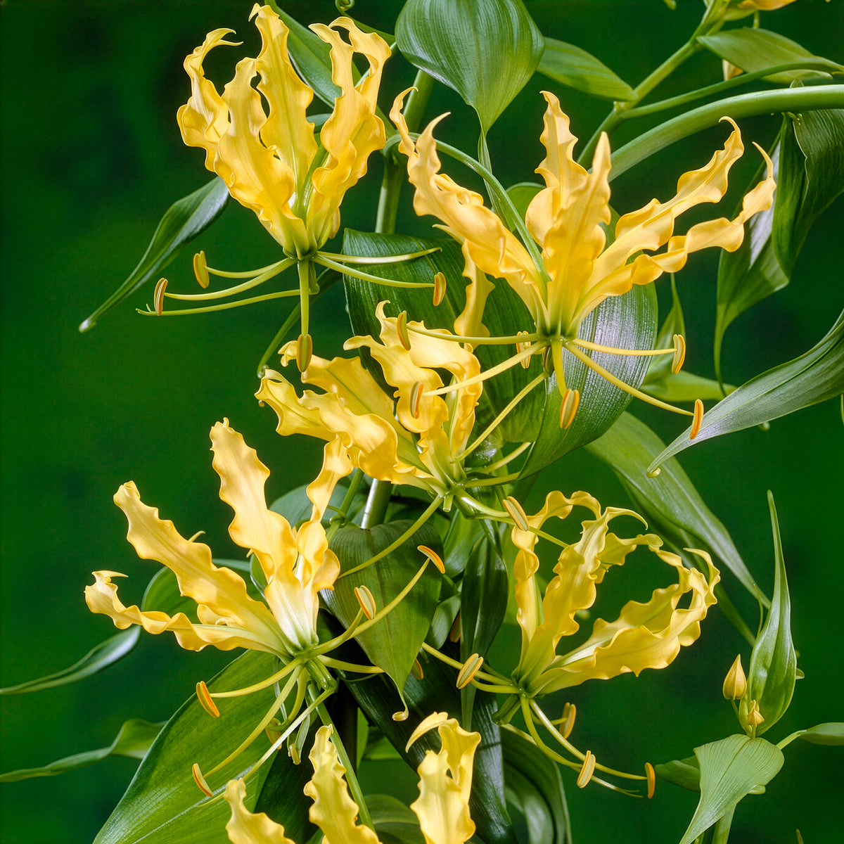Gloriosa jaune - Lis de Malabar - Bakker