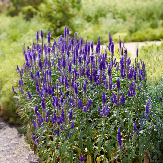 Véronique en épis Royal Candles - Bakker