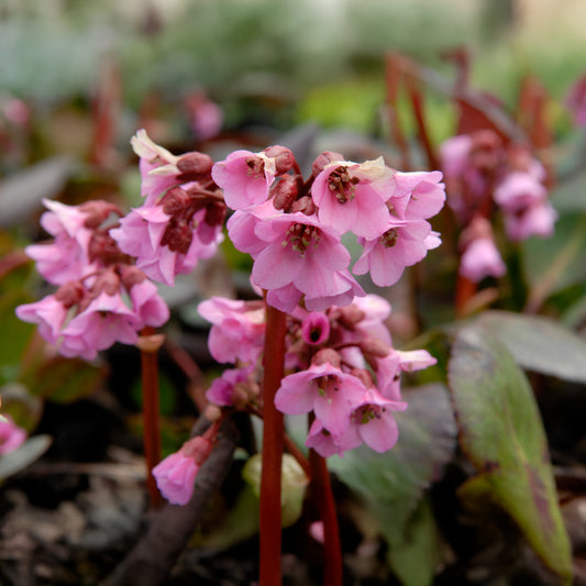 Bergénia Bach - Bakker