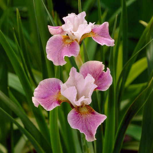 Iris de Sibérie Dance Ballerina Dance - Bakker