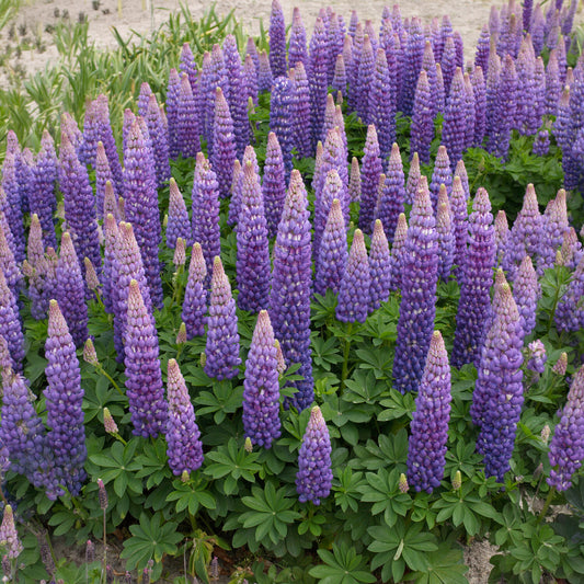 Lupin Persian Slipper - Bakker