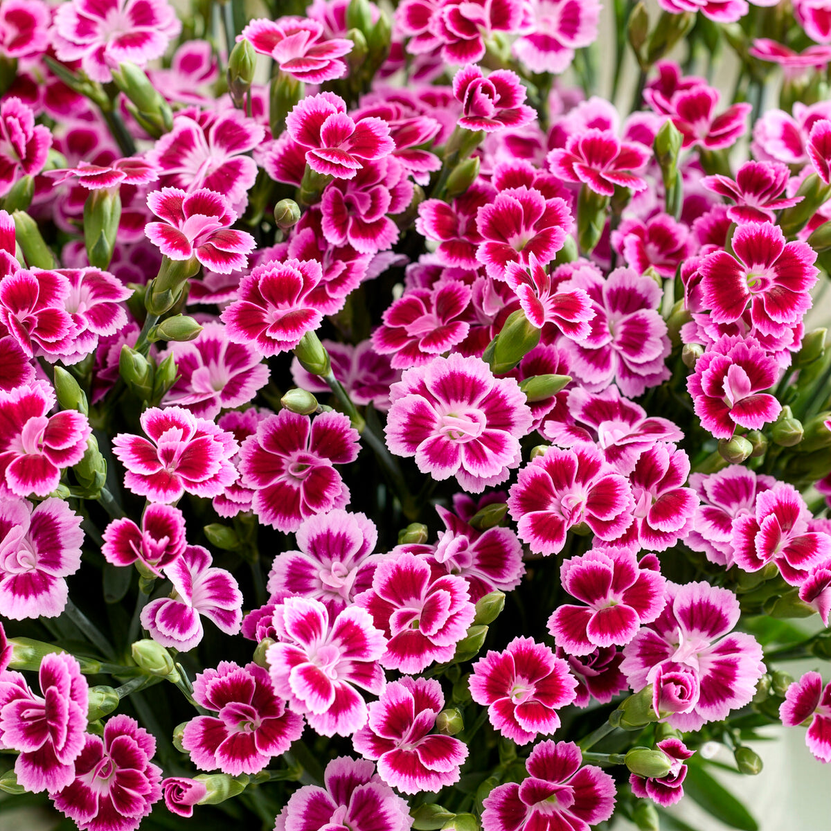 Oeillet Pink Kisses - Dianthus caryophyllus - Bakker