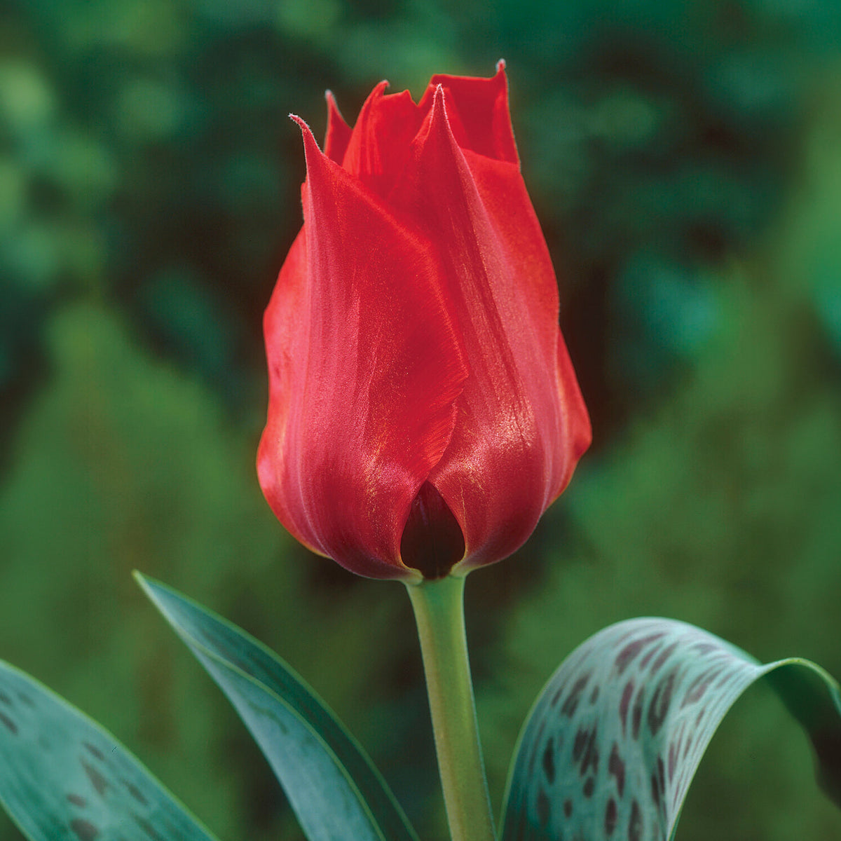 Tulipe Jules César - Bakker