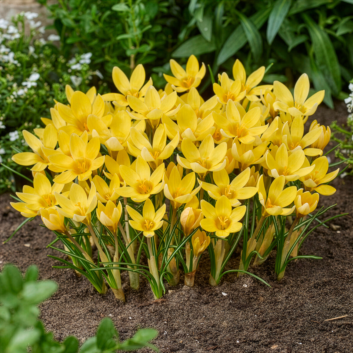 Crocus Firefly, Romance, Iris Alida, Narcissus Tête à tête - 50 bulbes mellifères jaunes et mauves - Mélange de bulbes