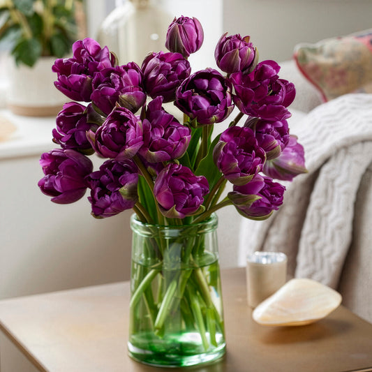 Tulipe Negrita - Bakker