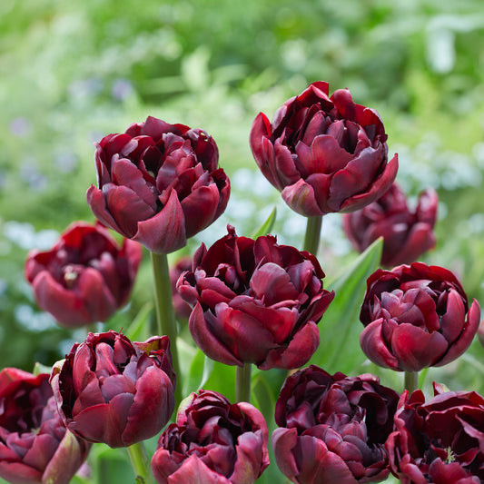 Tulipe Palmyra - Bakker