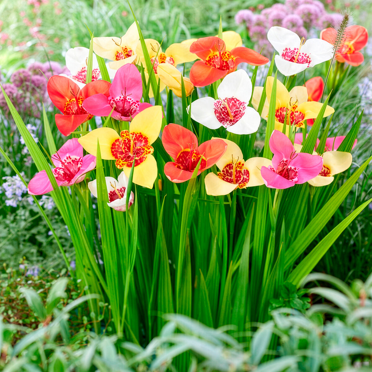Oeil-de-paon en mélange - Tigridia pavonia - Bakker