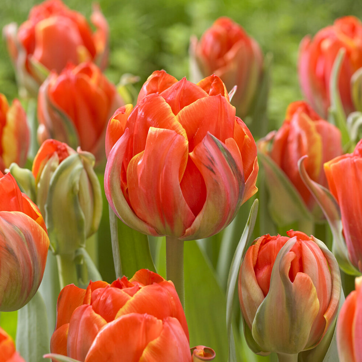 7 Tulipes doubles Queensday - Tulipa double late Queensday - Bakker