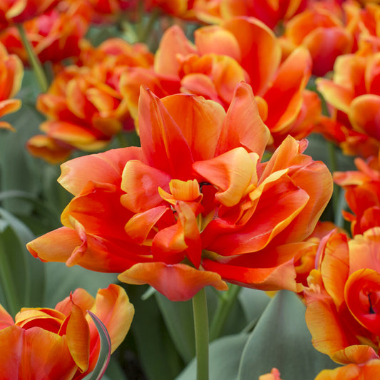 7 Tulipes doubles Queensday - Bakker