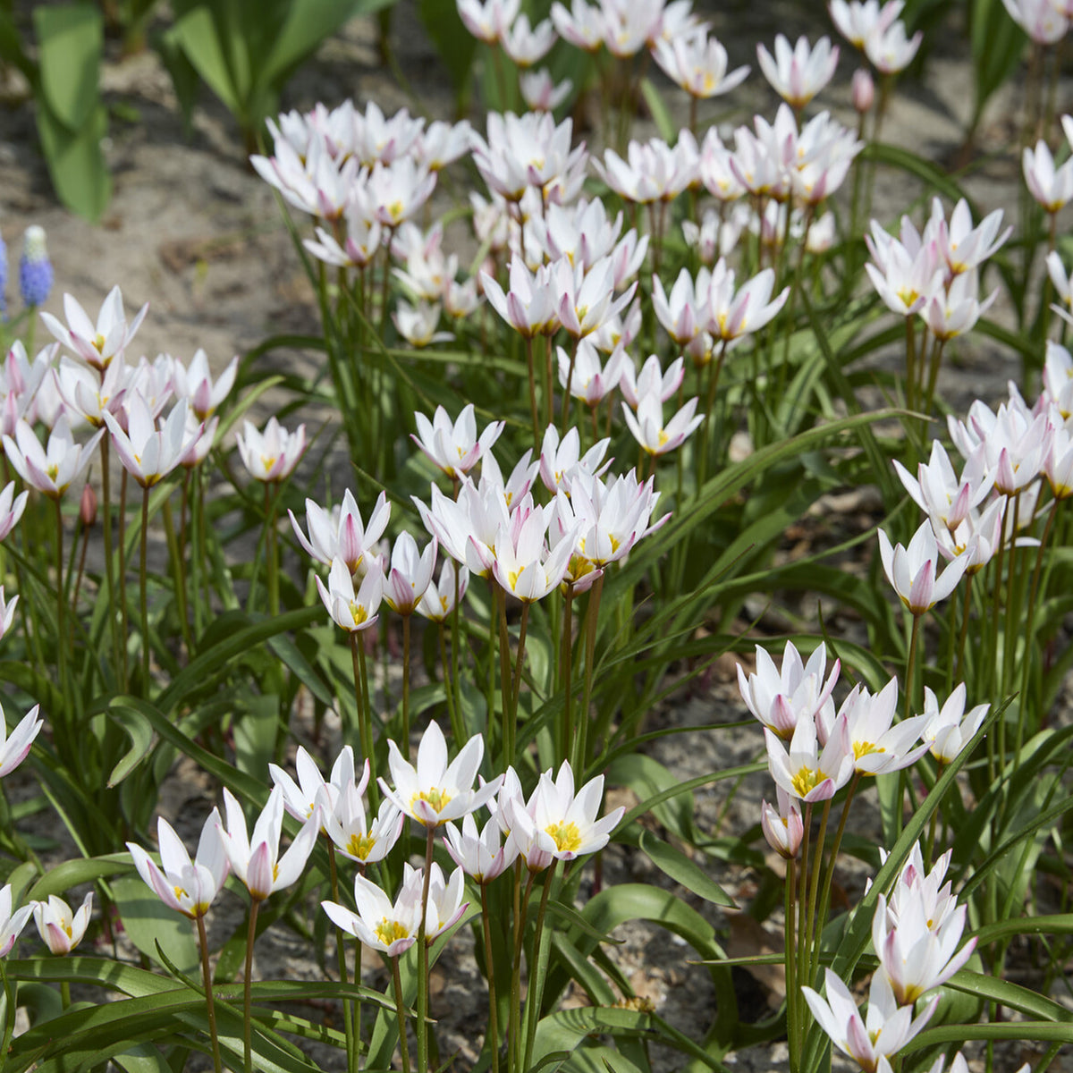 10 Tulipes botaniques Hilde - Tulipa botanical Hilde - Bakker