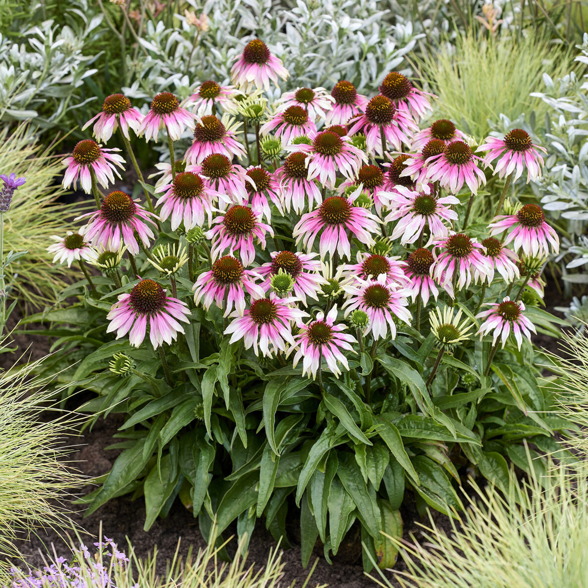 Echinacée special white purple - echinacea special withe purple - Bakker