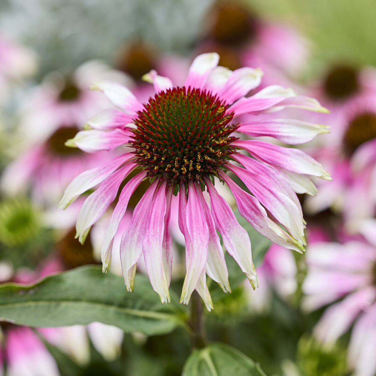 Echinacée special white purple - Bakker
