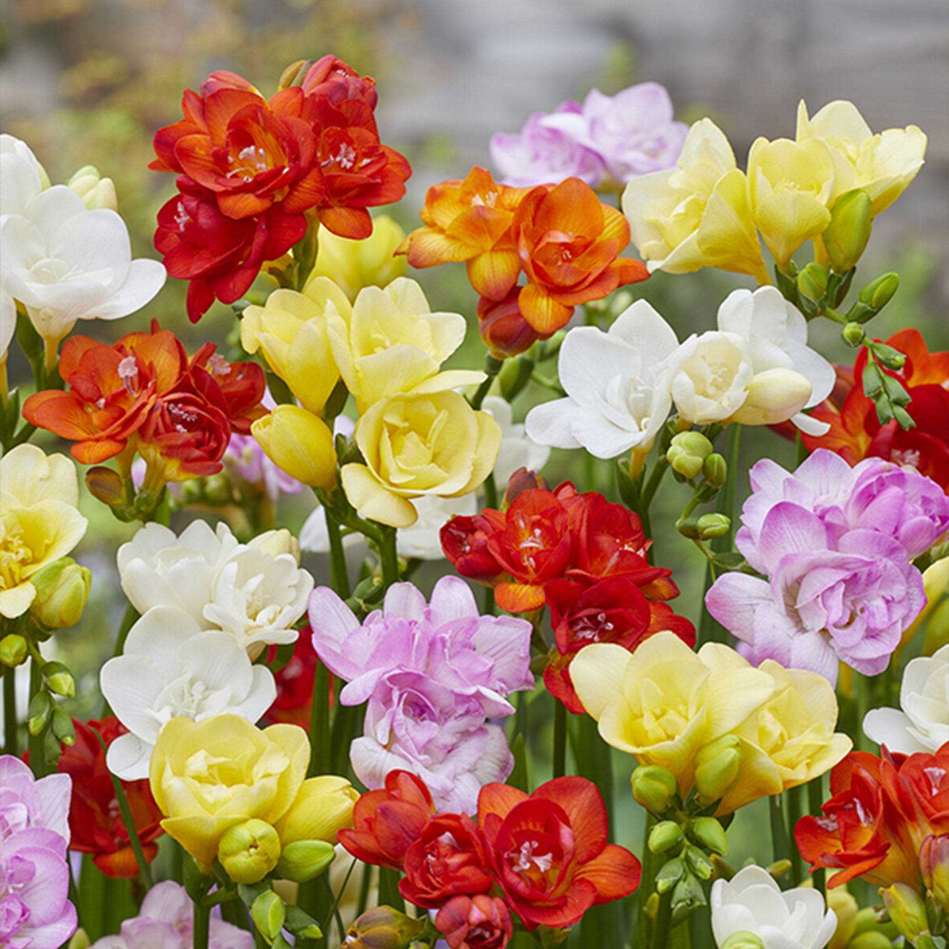 25 Freesias à fleurs doubles en mélange - Bakker
