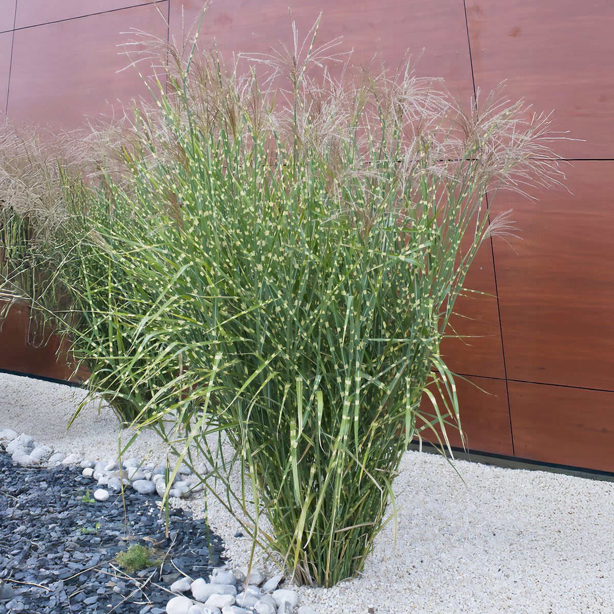 Miscanthus sinensis Zebrinus - Eulalie Zebrinus - Eulalie - Miscanthus