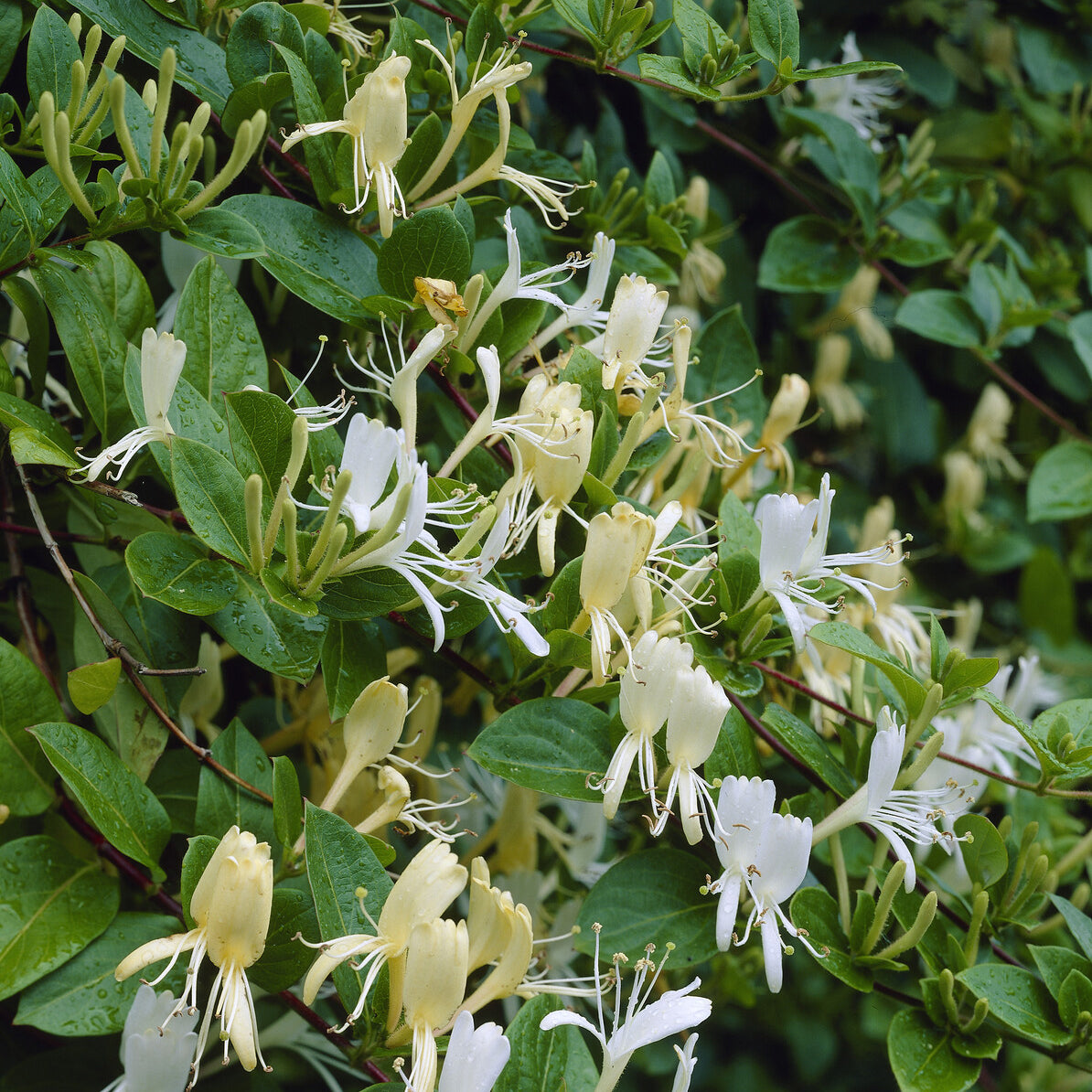 Chèvrefeuille grimpant - Chèvrefeuille du Japon Halliana - Lonicera japonica Halliana