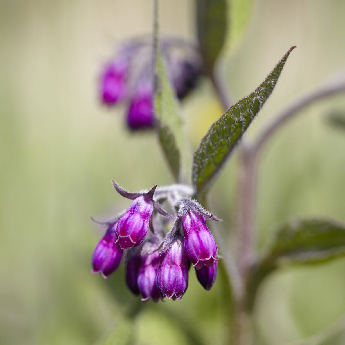 Symphytum officinale - Consoude officinale - Plantes sauvages jardin